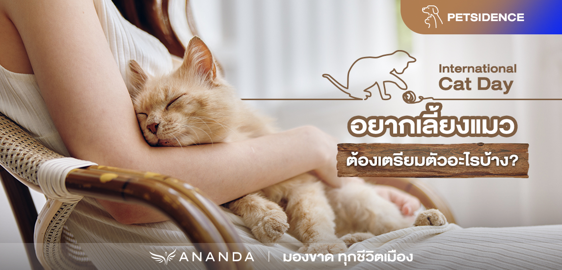 อยากเลี้ยงแมว ต้องเตรียมตัวอะไรบ้าง? | International Cat Day