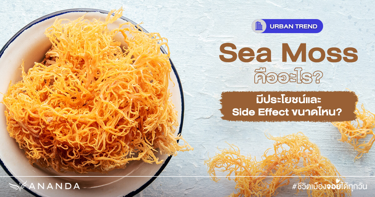 Sea Moss คืออะไร? มีประโยชน์ และ Side Effect ขนาดไหน?