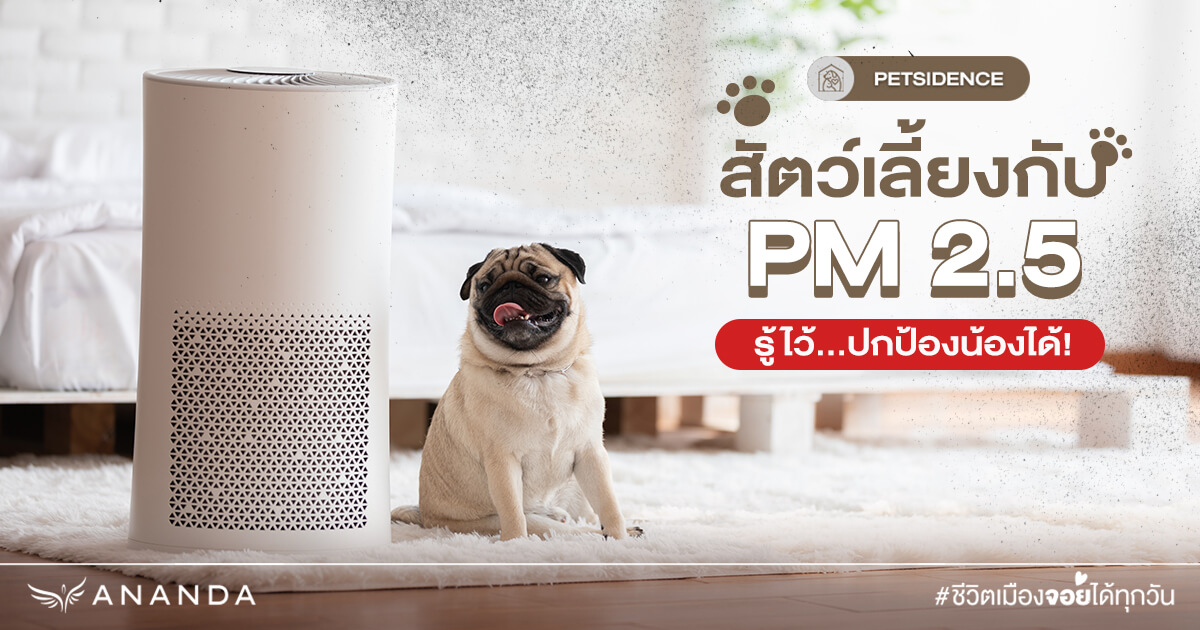 สัตว์เลี้ยงกับ PM 2.5: รู้ไว้…ปกป้องน้องได้!